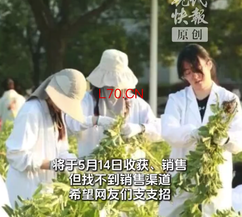 农学生收获几百斤蚕豆在线求支招 学校回应